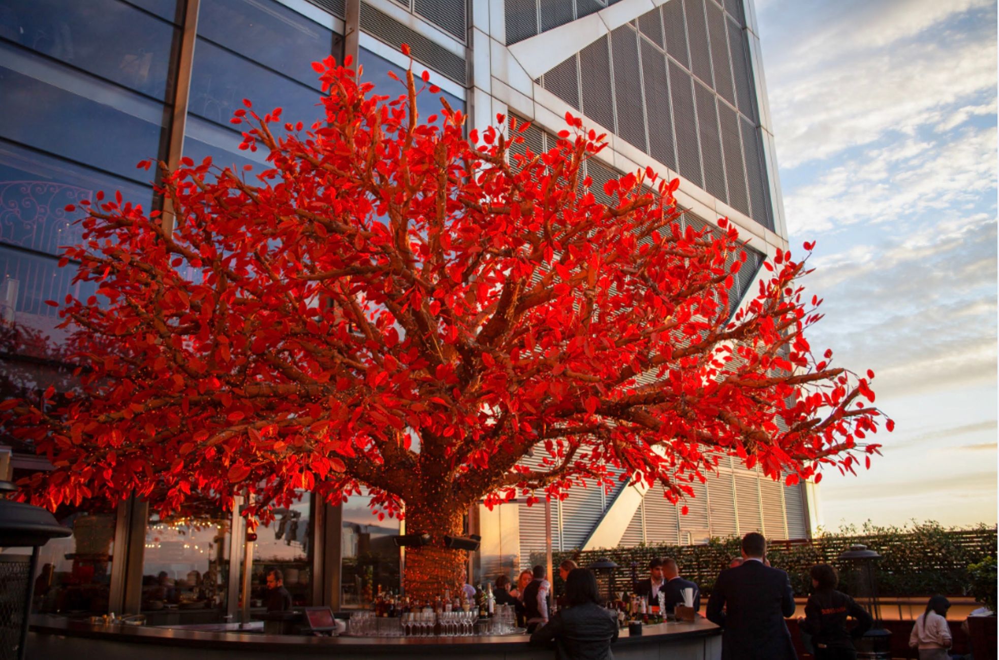 SUSHISAMBA tree terrace